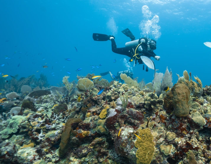 Divers among corals and fishes